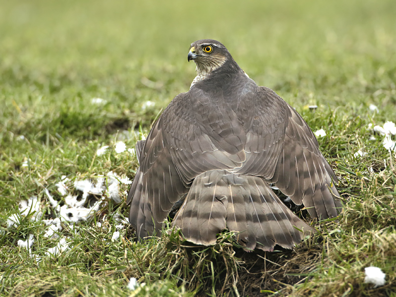 149 de man sperwer.jpg